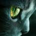 OneEyeCat logo