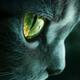 OneEyeCat logo