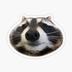 RACOON logo