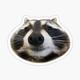 RACOON logo