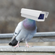 Pigeon Tech⠀⠀⠀⠀⠀⠀⠀⠀⠀⠀⠀⠀⠀⠀⠀⠀⠀⠀⠀⠀⠀⠀⠀⠀⠀⠀⠀⠀⠀⠀⠀⠀⠀⠀⠀⠀⠀4kHu4VktgzpZW9i8LEsHZrNLJcTV98nGhyZE5JSEpump logo