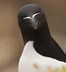 Alca torda bird logo