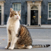 Number 10 Cat⠀⠀⠀⠀⠀⠀⠀⠀⠀⠀⠀⠀⠀⠀⠀⠀⠀⠀⠀⠀⠀⠀⠀⠀⠀⠀⠀⠀⠀⠀⠀⠀⠀⠀⠀⠀⠀GpXNVEAKjvzBe66f2Ypz7jP2z8N7C2AU29cySYjvAia8 logo