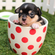 Pup in a Cup logo