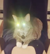 Elon Musk Cat logo