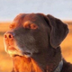 Good Boy logo