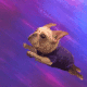 JEETDOG logo