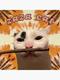 Zaza the cat⠀⠀⠀⠀⠀⠀⠀⠀⠀⠀⠀⠀⠀⠀⠀⠀⠀⠀⠀⠀⠀⠀⠀⠀⠀⠀⠀⠀⠀⠀⠀⠀⠀⠀⠀⠀⠀Cqa49UrthaexboBXn9vJUnwtL5Vnw3zSBqhfEGx1pump logo