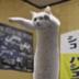 Longcat logo
