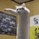 Longcat logo