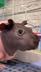Moodeng from wish⠀⠀⠀⠀⠀⠀⠀⠀⠀⠀⠀⠀⠀⠀⠀⠀⠀⠀⠀⠀⠀⠀⠀⠀⠀⠀⠀⠀⠀⠀⠀⠀⠀⠀⠀⠀⠀5tmHqjErVpxJx1LmsC6Hjqy49KRNRHJrBCsHxQqtpump logo