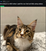 FIRST CAT BOUGHT WITH SOLANA logo