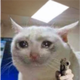 CatGun⠀⠀⠀⠀⠀⠀⠀⠀⠀⠀⠀⠀⠀⠀⠀⠀⠀⠀⠀⠀⠀⠀⠀⠀⠀⠀⠀⠀⠀⠀⠀⠀⠀⠀⠀⠀⠀8o19WmQ4UL9qWdTAXtF6tj6cu3M6Hu9mCvTgnBt9pump logo