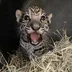 Rojo The Leopard logo