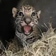 Rojo The Leopard logo