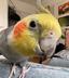 KIKI cockatiel logo