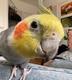 KIKI cockatiel logo