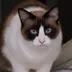  Bitcoin creator cat-Odin Bear ⠀⠀⠀⠀⠀⠀⠀⠀⠀⠀⠀⠀⠀⠀⠀⠀⠀⠀⠀⠀⠀⠀⠀⠀⠀⠀⠀⠀⠀⠀⠀⠀⠀⠀⠀⠀⠀6kJ5RfjKf327pTJtxQ54Sp7jbzVk3ABQF2MNw6Ce65ai logo