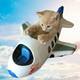 FLIES CAT logo