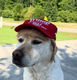 Most Viewed MAGA Dog logo