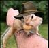ChipmunksAndFriends logo