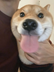 HACHI logo