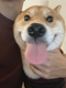HACHI logo