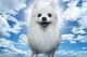Gabe the dog logo