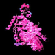 cr1pto logo