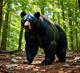 Fierce Black Bear logo
