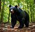 Fierce Black Bear logo