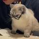 glasses cat logo