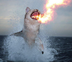 fire shark cat⠀⠀⠀⠀⠀⠀⠀⠀⠀⠀⠀⠀⠀⠀⠀⠀⠀⠀⠀⠀⠀⠀⠀⠀⠀⠀⠀⠀⠀⠀⠀⠀⠀⠀⠀⠀⠀FfBbghUbKuhG6dqw2mcma6Snd4sjLqrd1rPqaYfwpump logo