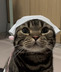First RedNote Cat logo