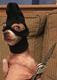 ROB DAT DOG logo