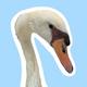 Lola the Swan logo