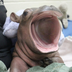 WIWI THE HIPPO ⠀⠀⠀⠀⠀⠀⠀⠀⠀⠀⠀⠀⠀⠀⠀⠀⠀⠀⠀⠀⠀⠀⠀⠀⠀⠀⠀⠀⠀⠀⠀⠀⠀⠀⠀⠀⠀⠀⠀⠀⠀⠀sEuMEfLieLeM3Mhq1MREfGuagB2xymQ4K7Wcy2gjWUaxE logo