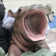 WIWI THE HIPPO ⠀⠀⠀⠀⠀⠀⠀⠀⠀⠀⠀⠀⠀⠀⠀⠀⠀⠀⠀⠀⠀⠀⠀⠀⠀⠀⠀⠀⠀⠀⠀⠀⠀⠀⠀⠀⠀⠀⠀⠀⠀⠀sEuMEfLieLeM3Mhq1MREfGuagB2xymQ4K7Wcy2gjWUaxE logo