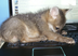 BabyFox Real Name logo