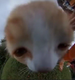Forehead Cat logo