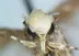 Neopalpa Donald Trump logo
