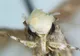 Neopalpa Donald Trump logo