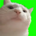 Vibing Cat logo