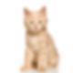 $WHOP logo