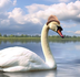Swan Wif Hat logo