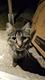 LOST CAT ⠀⠀⠀⠀⠀⠀⠀⠀⠀⠀⠀⠀⠀⠀⠀⠀⠀⠀⠀⠀⠀⠀⠀⠀⠀⠀⠀⠀⠀⠀⠀⠀⠀⠀⠀⠀⠀⠀⠀⠀⠀⠀sWLFiwUioWxc3a78gGE2i3B1PTWkfsuVThknFX5CqDdD logo