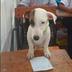 Student Dog logo