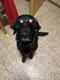 Dog with sunglasses  logo