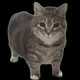 ooioi cat logo