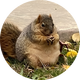 NUTZ logo